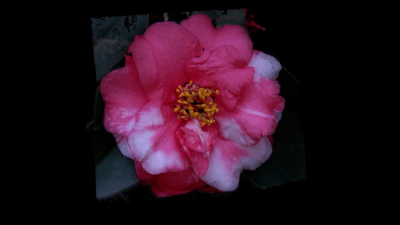 Point cloud camellias